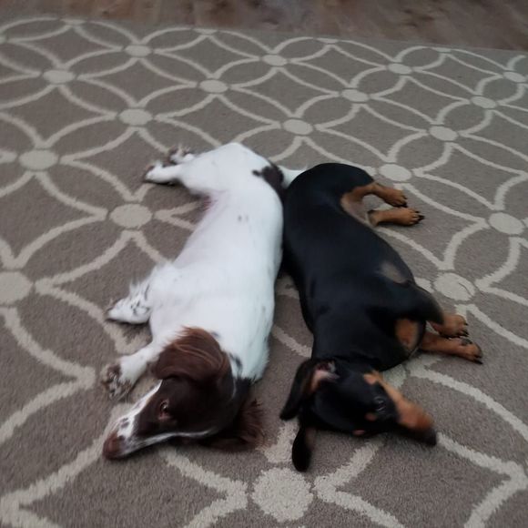 Meet your Posher, Carla - Picture 1 of 1